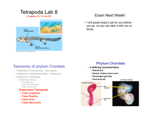 Tetrapoda Lab 8 Exam Next Week! Taxonomy of phylum Chordata Phylum Chordata