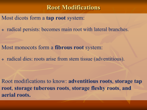 Root Modifications tap root fibrous root