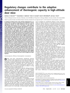 Regulatory changes contribute to the adaptive deer mice