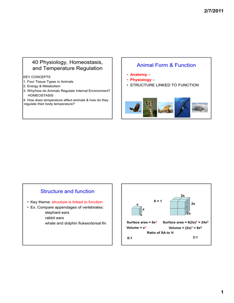40 Physiology, Homeostasis, and Temperature Regulation Animal Form &  Function 2/7/2011