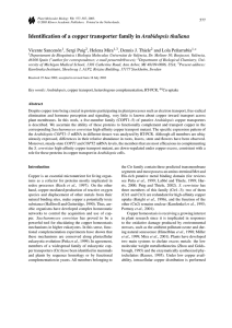 Arabidopsis thaliana Vicente Sancen´on , Sergi Puig , Helena Mira