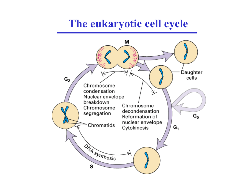 the-eukaryotic-cell-cycle