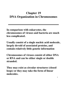 Chapter 19 DNA Organization in Chromosomes