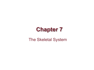 Chapter 7 The Skeletal System