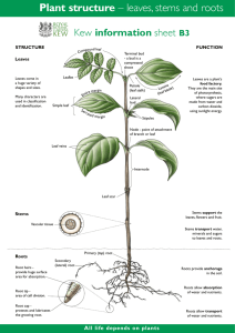 Plant structure information B3
