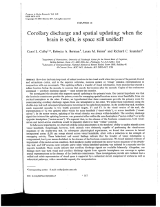 Corollary discharge and spatial updating: when the