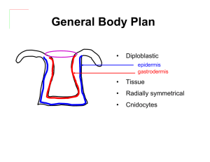 General Body Plan • Diploblastic Tissue