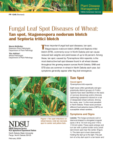 T Fungal Leaf Spot Diseases of Wheat: Tan spot, Stagonospora nodorum blotch