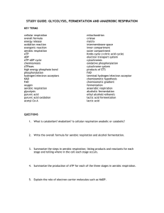 STUDY GUIDE: GLYCOLYSIS, FERMENTATION AND ANAEROBIC RESPIRATION