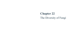 Chapter 22 The Diversity of Fungi