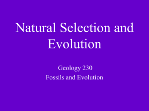 Natural Selection and Evolution Geology 230 Fossils and Evolution