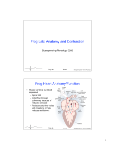 Frog Lab: Anatomy and Contraction Frog Heart Anatomy/Function Bioengineering/Physiology 3202