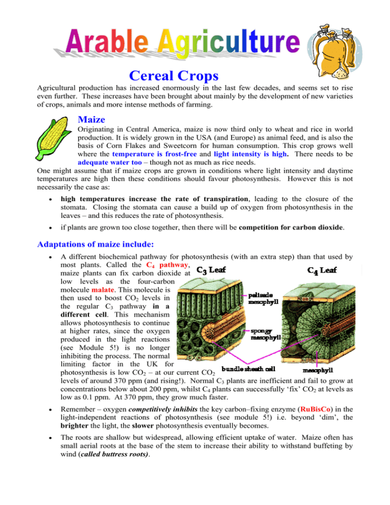 cereal-crops