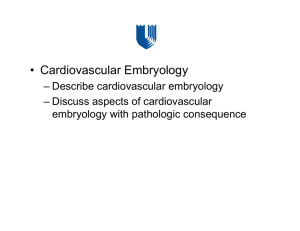 • Cardiovascular Embryology