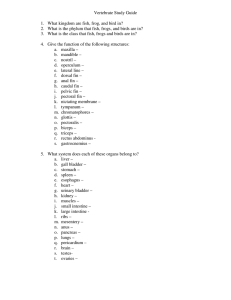 Vertebrate Study Guide  What kingdom are fish, frog, and bird in? 1.