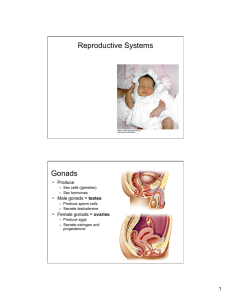 Reproductive Systems Gonads 1 •  Produce
