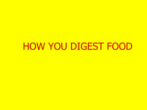 HOW YOU DIGEST FOOD