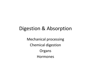 Digestion &amp; Absorption Mechanical processing Chemical digestion Organs