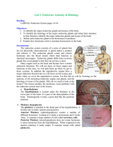 Lab 2: Endocrine Anatomy &amp; Histology