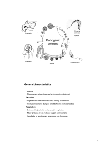 Pathogenic protozoa General characteristics