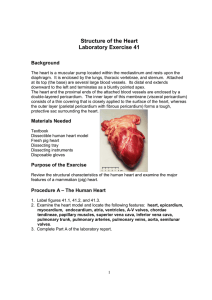 Structure of the Heart Laboratory Exercise 41 Background