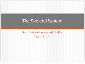 The Skeletal System Skull, Vertebral Column and Girdles Pages 27 - 29