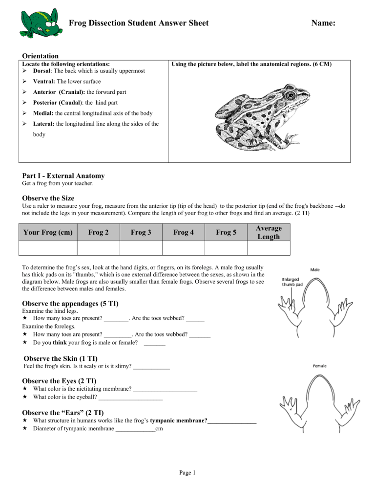 student exploration frog dissection answer key
