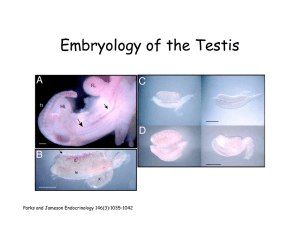 Embryology of the Testis Parks and Jameson Endocrinology 146(3):1035–1042