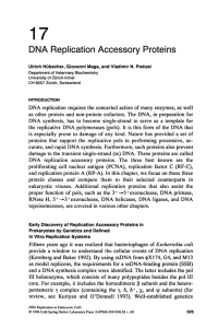 17 DNA Replication Accessory Proteins