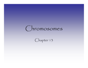 Chromosomes Chapter 13