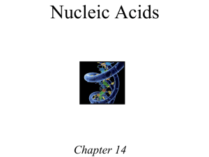Nucleic Acids Chapter 14