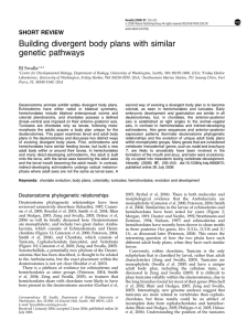Building divergent body plans with similar genetic pathways SHORT REVIEW BJ Swalla
