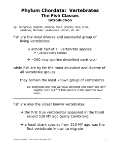 Phylum Chordata:  Vertebrates The Fish Classes Introduction