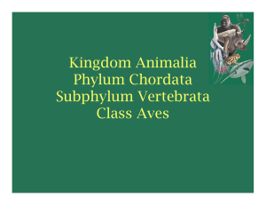 Kingdom Animalia Phylum Chordata Subphylum Vertebrata Class Aves