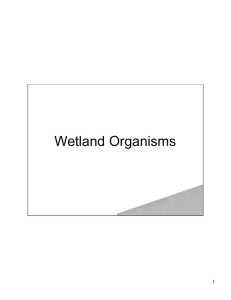 Wetland Organisms 1