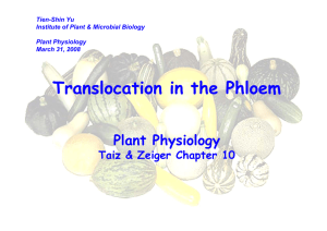 Translocation in the Phloem Plant Physiology Taiz &amp; Zeiger Chapter 10 Tien-Shin Yu
