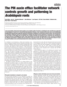 The PIN auxin efflux facilitator network controls growth and patterning in