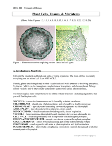 Plant Cells, Tissues, &amp; Meristems