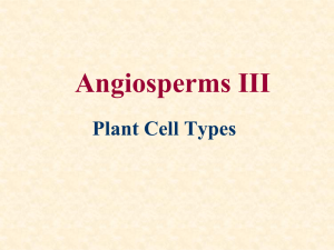 Angiosperms III Plant Cell Types
