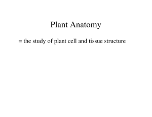 Plant Anatomy = the study of plant cell and tissue structure