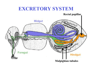 EXCRETORY SYSTEM Rectal papillae Malpighian tubules