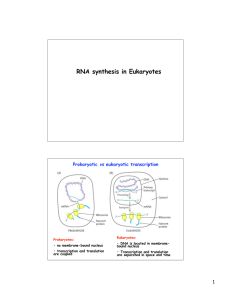 RNA synthesis in Eukaryotes vs eukaryotic transcription Prokaryotic