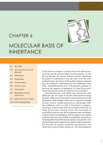 MOLECULAR BASIS OF INHERITANCE CHAPTER 6