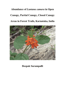 Lantana camara Canopy, Partial Canopy, Closed Canopy Deepak Surampalli