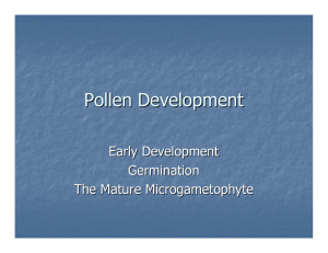 Pollen Development Early Development Germination The Mature