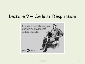 Lecture 9 – Cellular Respiration 1 NSCC BIOL211