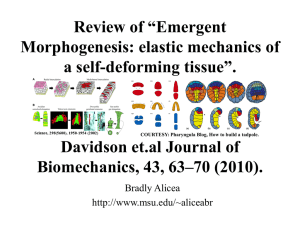 Review of “Emergent Morphogenesis: elastic mechanics of a self-deforming tissue”.