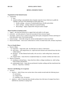 BONES AND BONE TISSUE Organization of the Skeletal System •  components: