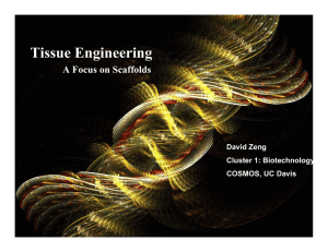 Tissue Engineering A Focus on Scaffolds David Zeng Cluster 1: Biotechnology