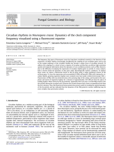 Circadian rhythms in Neurospora crassa: Dynamics of the clock component